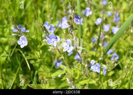 Veronica chamaedrys, the germander speedwell, bird`s-eye speedwell, or cat`s eyes is an herbaceous perennial species of flowering plant in the plantai Stock Photo